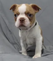 Dusty, a male Boston Terrier for sale in Brooksville, FL – 3 of 8