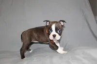 Demi, a female Boston Terrier for sale in Brooksville, FL – 6 of 7