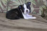Mako, a male Boston Terrier for sale in Brooksville, FL – 3 of 4
