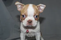 Luna, a female Boston Terrier for sale in Brooksville, FL – 4 of 7