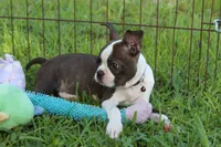 Lucy Curious Brindle Companion, a female Boston Terrier for sale in Brooksville, FL – 4 of 10