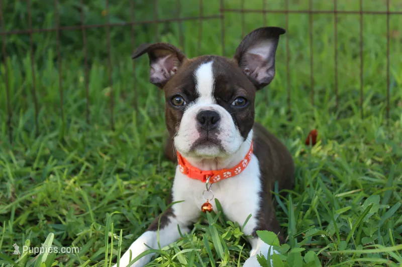 Demi Confident Brindle Girl – Boston Terrier puppy on hold in Brooksville, FL