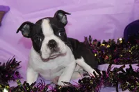 Kiki the Little Firecracker, a female Boston Terrier for sale in Brooksville, FL – 6 of 9