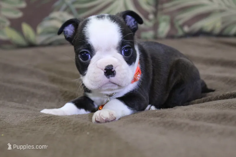 Nixi – Boston Terrier puppy for sale in Brooksville, FL