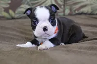 Nixi, a female Boston Terrier for sale in Brooksville, FL – 1 of 4