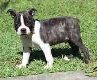 Tommy, a male Boston Terrier for sale in Brooksville, FL – 3 of 3