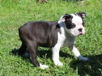 Bongo Make sure to read description, a male Boston Terrier for sale in Brooksville, FL – 9 of 10