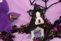 Minka Ready to Go, a female Boston Terrier for sale in Brooksville, FL – 6 of 6