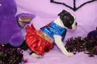Kiki the Little Firecracker, a female Boston Terrier for sale in Brooksville, FL – 5 of 9
