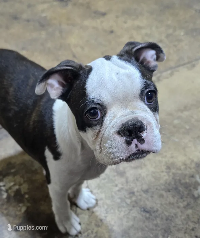 See videos Bongo – Boston Terrier puppy for sale in Brooksville, FL