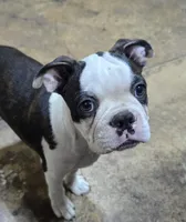 See videos Bongo, a male Boston Terrier for sale in Brooksville, FL – 1 of 10