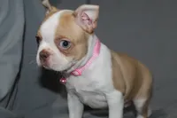 Luna, a female Boston Terrier for sale in Brooksville, FL – 3 of 7