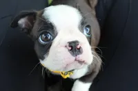 Nixi, a female Boston Terrier for sale in Brooksville, FL – 1 of 10