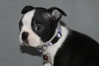 Diana, a female Boston Terrier for sale in Brooksville, FL – 5 of 6