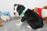 Nash A Gentle Soul with Eyes That Melt Hearts, a male Boston Terrier for sale in Brooksville, FL – 9 of 10