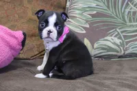 Vivi, a female Boston Terrier for sale in Brooksville, FL – 7 of 9