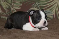Mako, a male Boston Terrier for sale in Brooksville, FL – 2 of 4
