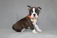 Demi, a female Boston Terrier for sale in Brooksville, FL – 4 of 7