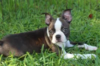 Lucy Curious Brindle Companion, a female Boston Terrier for sale in Brooksville, FL – 8 of 10