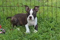 Lucy Curious Brindle Companion, a female Boston Terrier for sale in Brooksville, FL – 2 of 10