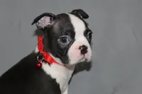 Levi, a male Boston Terrier for sale in Brooksville, FL – 5 of 6