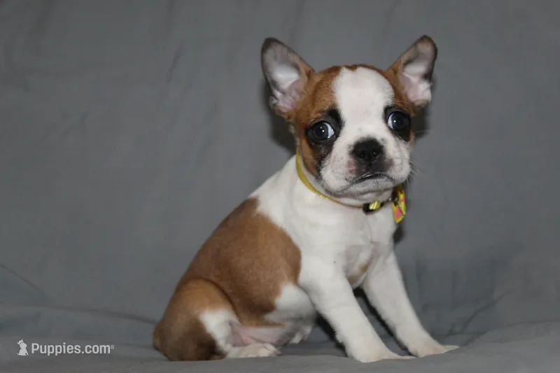 Harper, a female Boston Terrier for sale in Brooksville, FL – 1 of 6