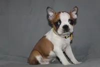 Harper, a female Boston Terrier for sale in Brooksville, FL – 1 of 6