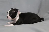 Chloe, a female Boston Terrier for sale in Brooksville, FL – 7 of 7