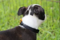 Nixi, a female Boston Terrier for sale in Brooksville, FL – 4 of 10