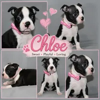 Chloe, a female Boston Terrier for sale in Brooksville, FL – 2 of 7