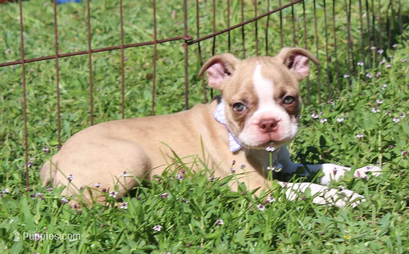 Tiger, a male Boston Terrier for sale in Brooksville, FL – 1 of 4