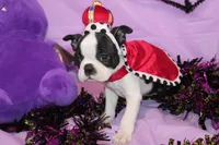 Lumi Your Sweet, Laid-Back Little Cuddle Bug, a female Boston Terrier for sale in Brooksville, FL – 4 of 6