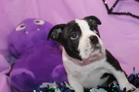 Nash A Gentle Soul with Eyes That Melt Hearts, a male Boston Terrier for sale in Brooksville, FL – 5 of 10