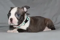 Lucy, a female Boston Terrier for sale in Brooksville, FL – 4 of 6