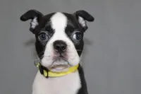 Daisy, a female Boston Terrier for sale in Brooksville, FL – 6 of 7