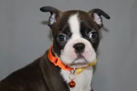 Demi, a female Boston Terrier for sale in Brooksville, FL – 3 of 7