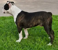 Bongo Make sure to read description, a male Boston Terrier for sale in Brooksville, FL – 2 of 10
