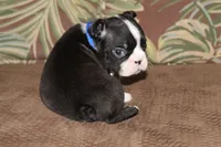 Taz, a male Boston Terrier for sale in Brooksville, FL – 4 of 5