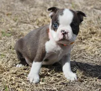 Smudge, a male Boston Terrier for sale in Brooksville, FL – Photo 3 of 3