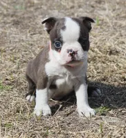 Smudge, a male Boston Terrier for sale in Brooksville, FL – Photo 1 of 3