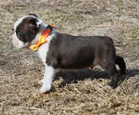 Smudge, a male Boston Terrier for sale in Brooksville, FL – Photo 2 of 3