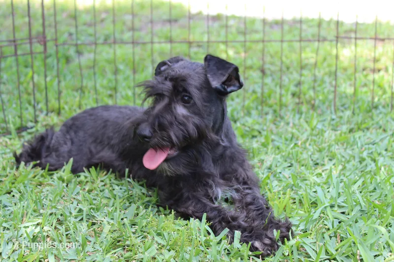 Scarlet – Miniature Schnauzer puppy for sale in Brooksville, FL
