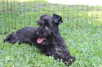 Scarlet, a female Miniature Schnauzer for sale in Brooksville, FL – 1 of 7