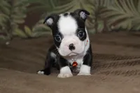 Nixi, a female Boston Terrier for sale in Brooksville, FL – 2 of 4
