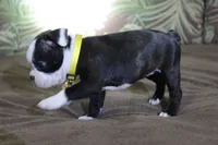 Zola, a female Boston Terrier for sale in Brooksville, FL – 4 of 5