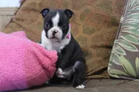 Vivi, a female Boston Terrier for sale in Brooksville, FL – 9 of 9