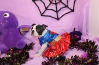 Kiki the Little Firecracker, a female Boston Terrier for sale in Brooksville, FL – 4 of 9