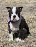 Zara, a female Boston Terrier for sale in Brooksville, FL – Photo 2 of 3