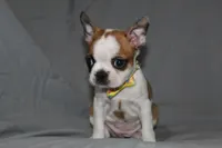 Harper, a female Boston Terrier for sale in Brooksville, FL – 5 of 6