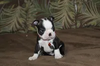 Nixi, a female Boston Terrier for sale in Brooksville, FL – 3 of 4